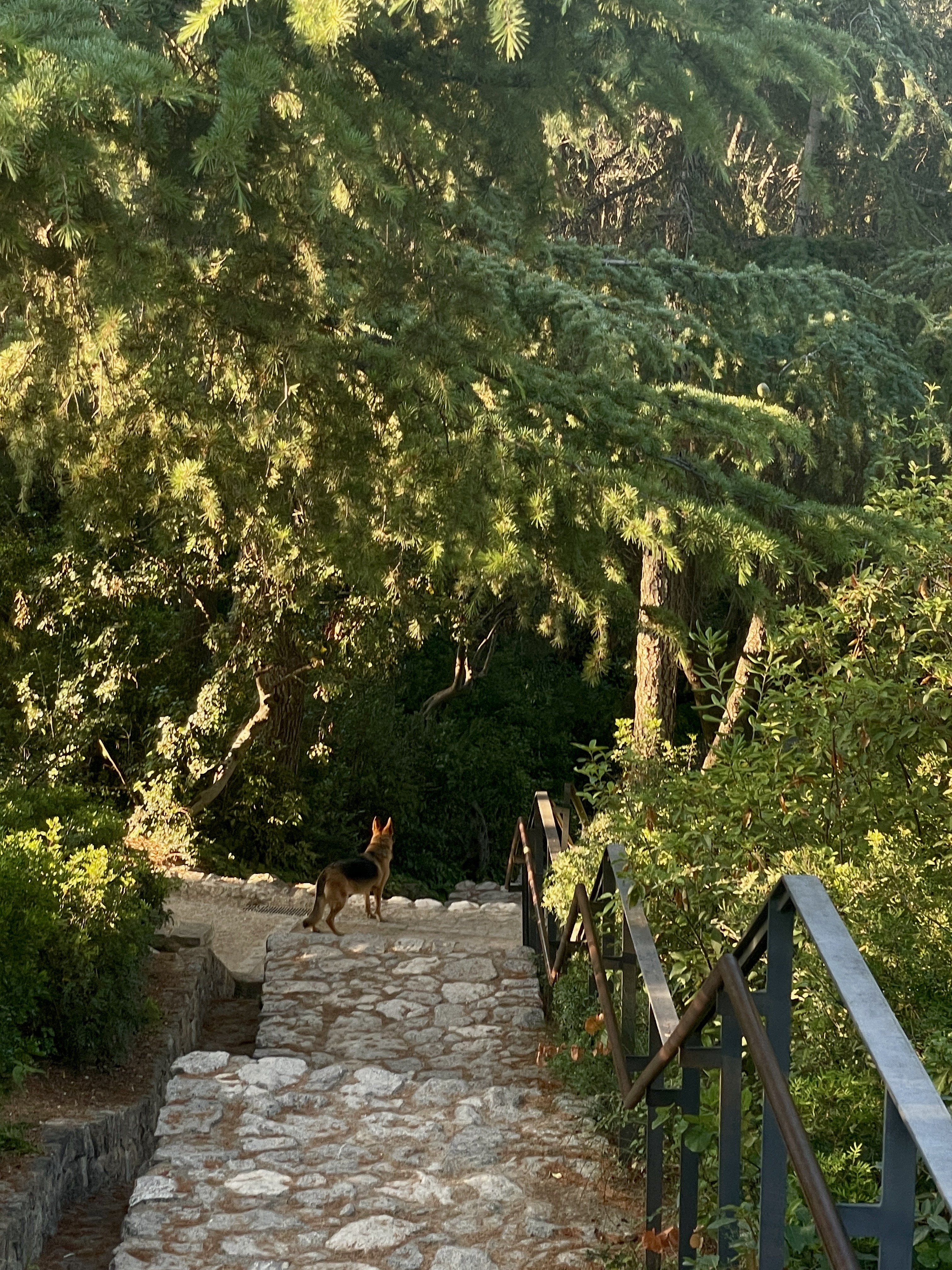 Park Guëll stairs + dog