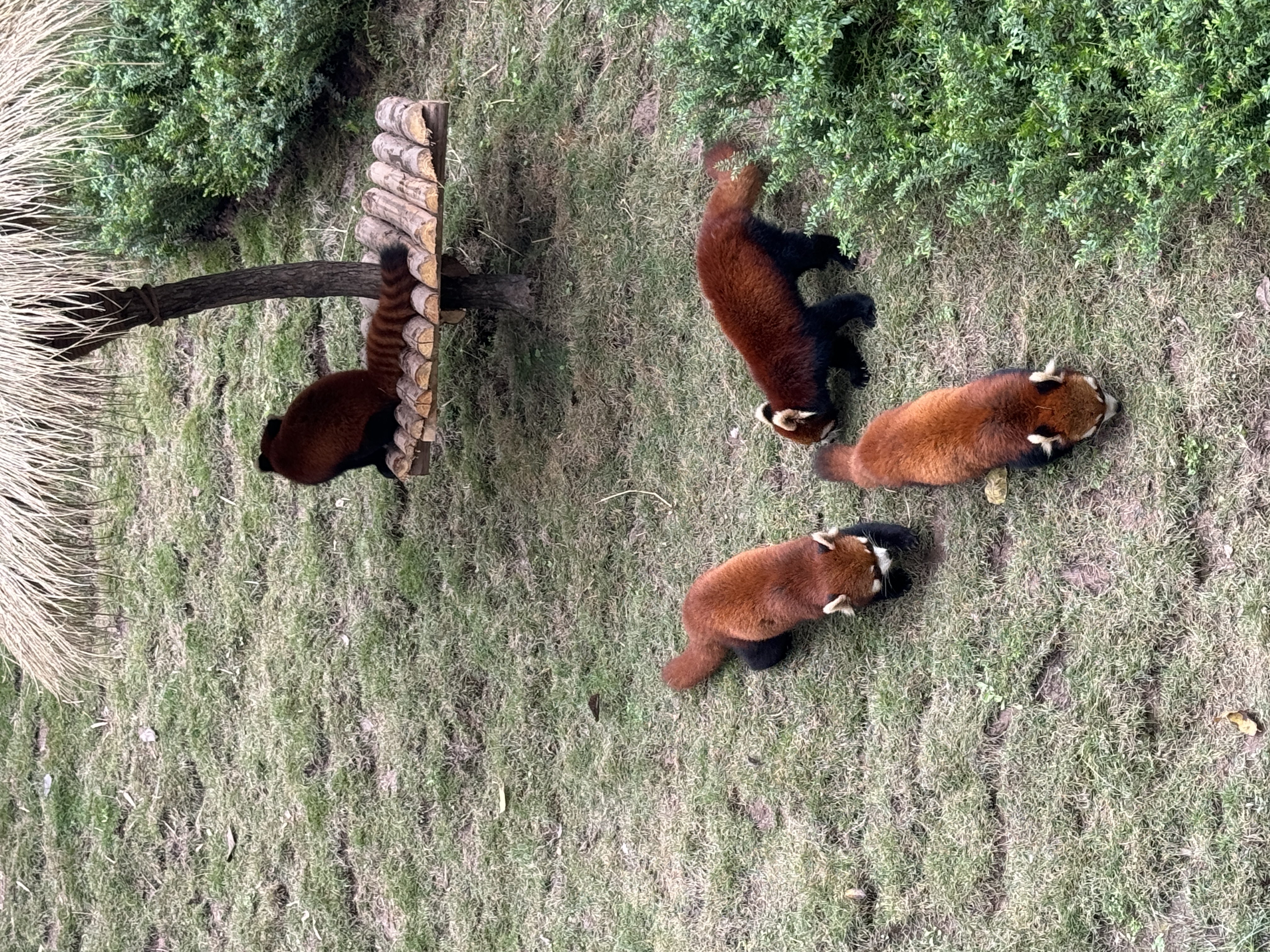 red pandas