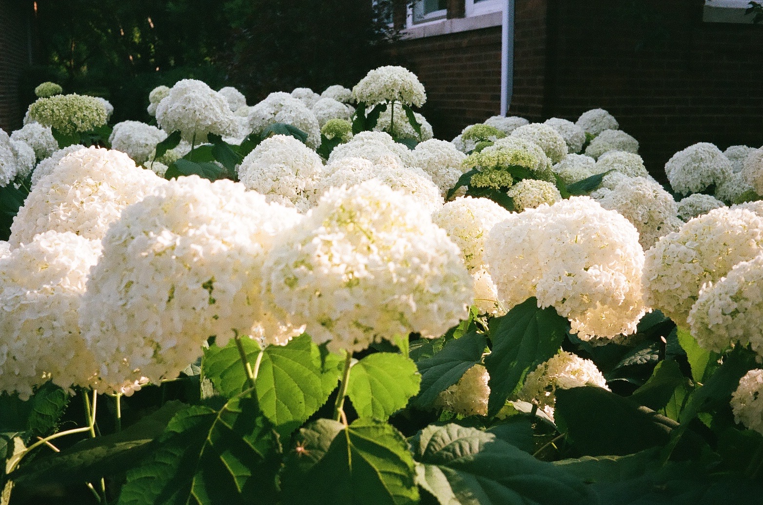white hydrangeas