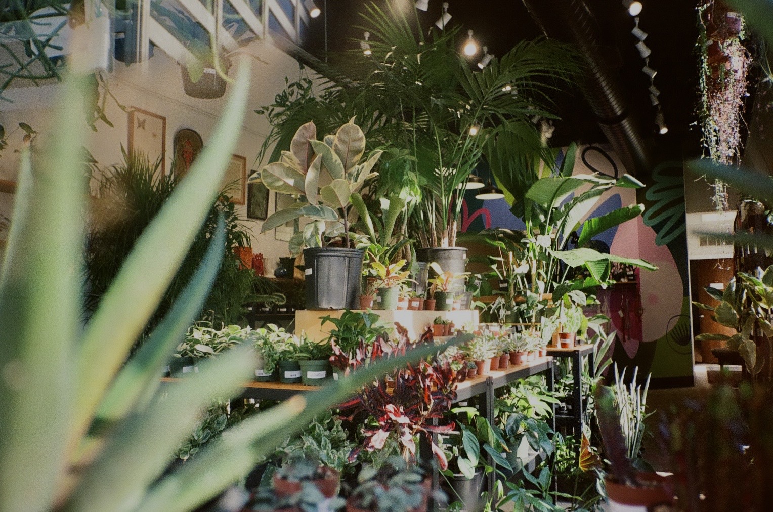 the plant shop from outside