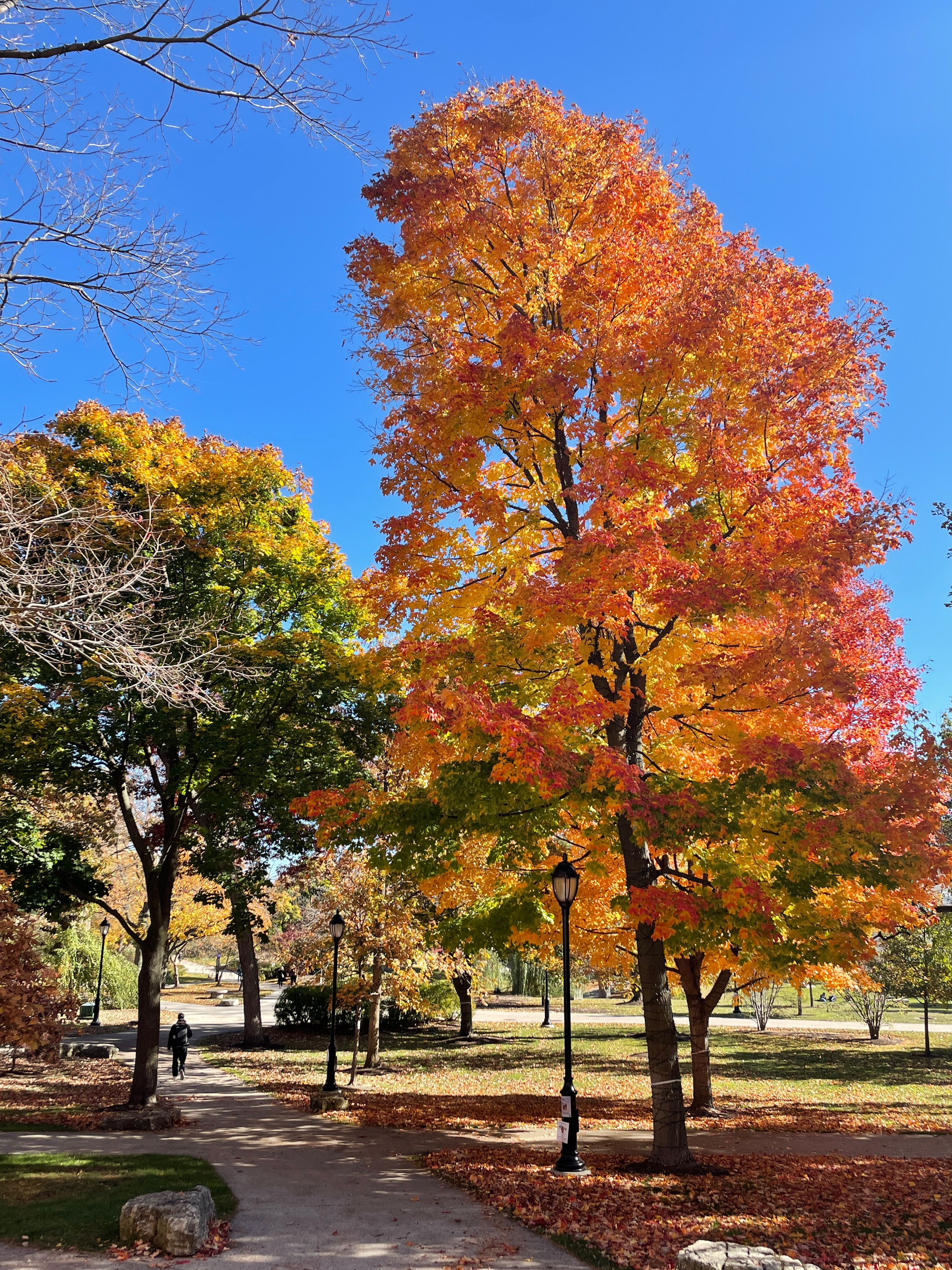 campus during fall