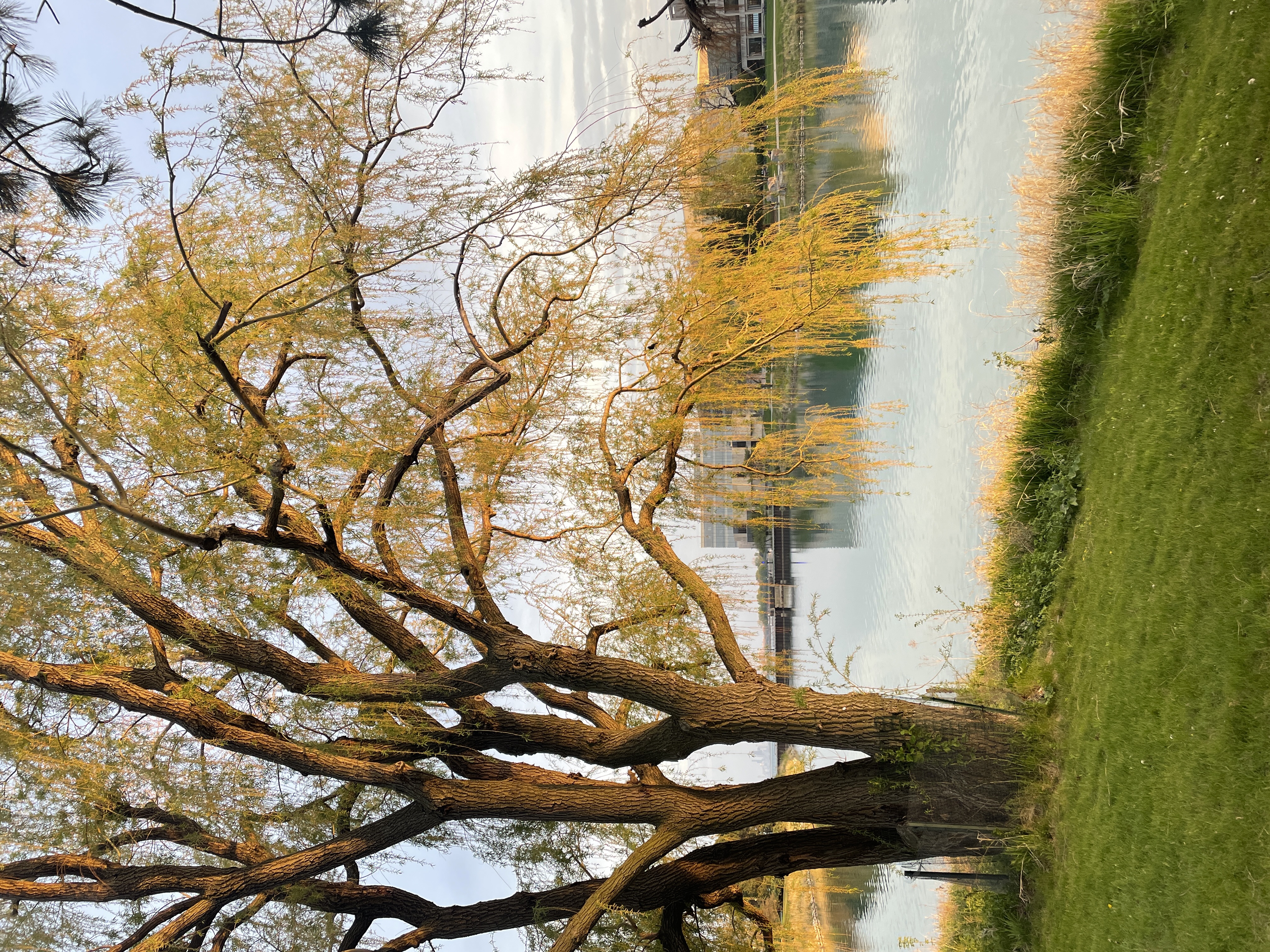 lakefill during fall