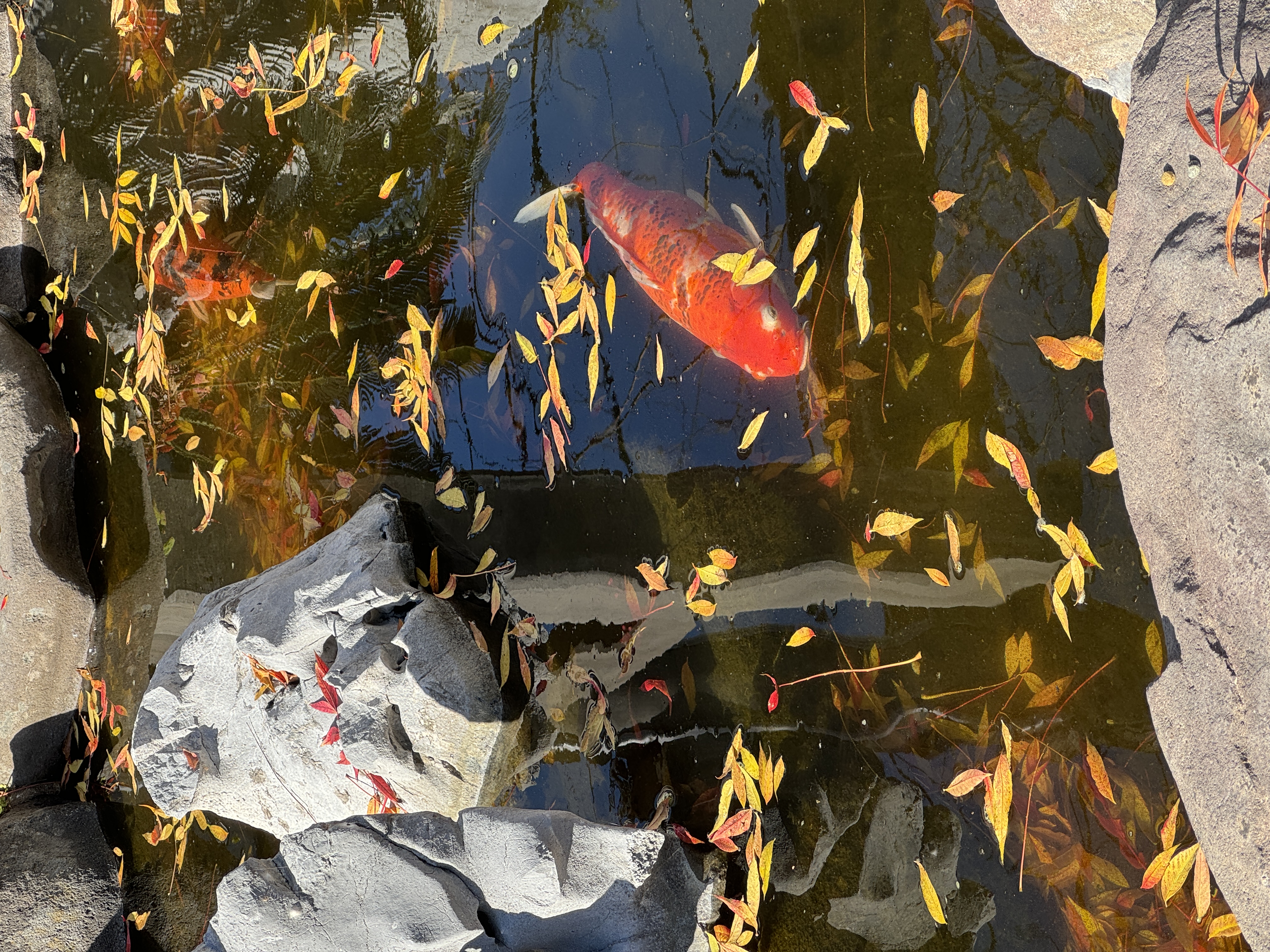 Confucian Shrine koi fish