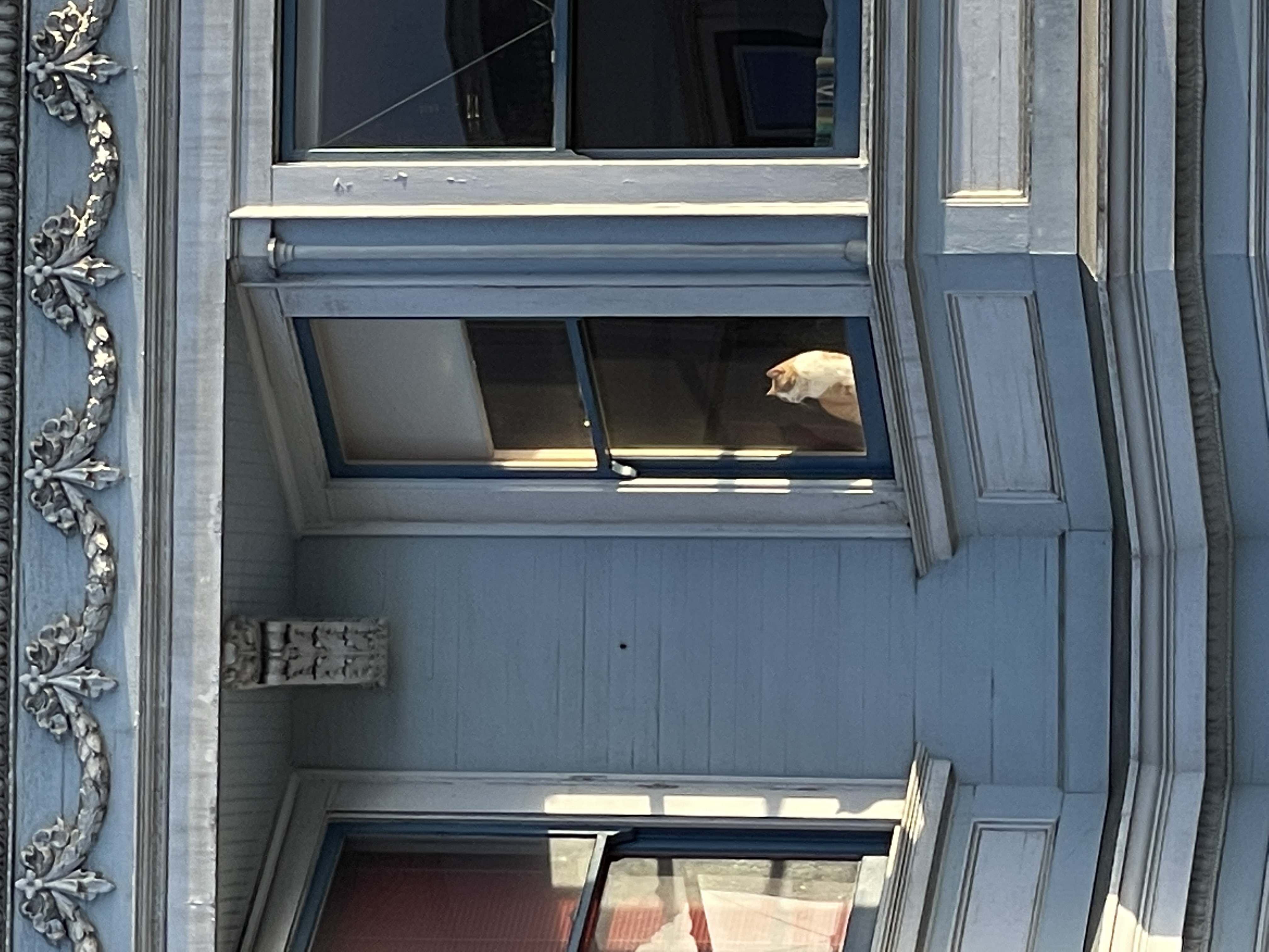 cat through the window