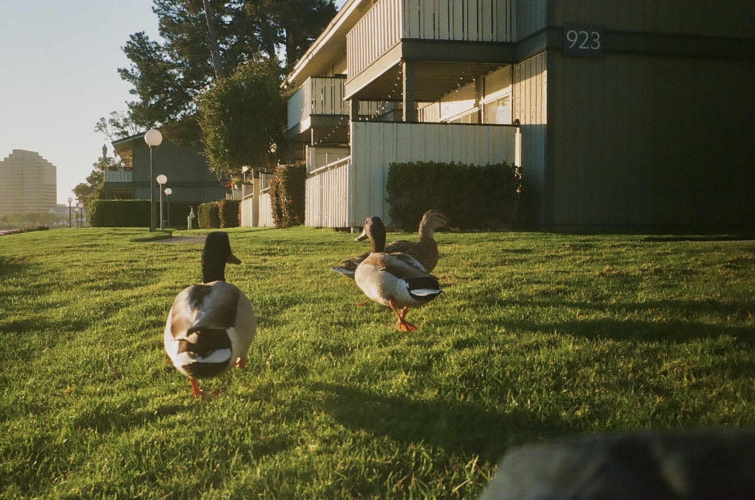 ducks running