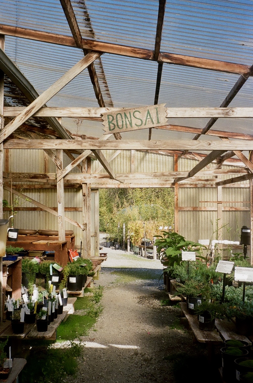 plant nursery bonsai section