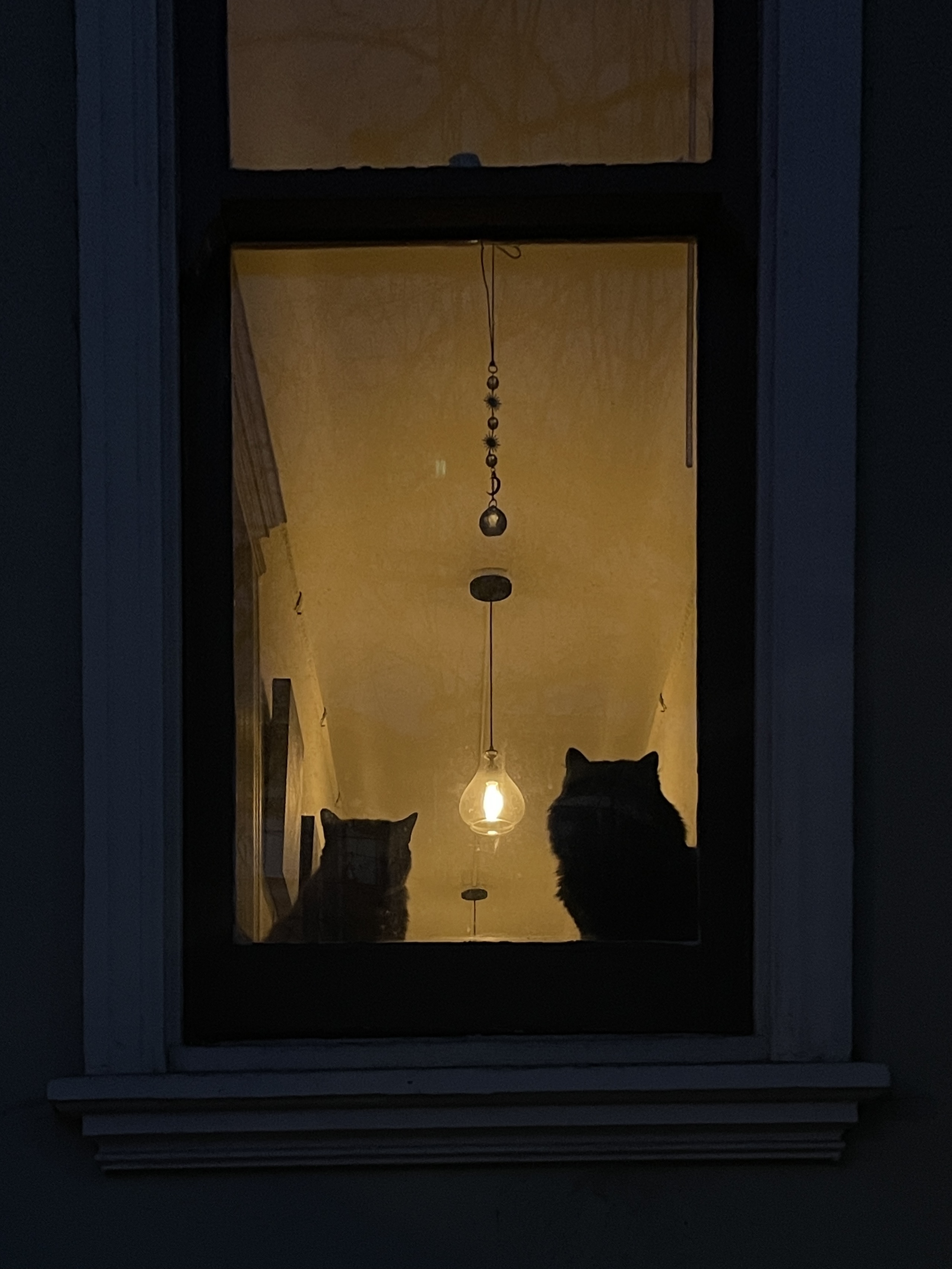 2 cats through the window