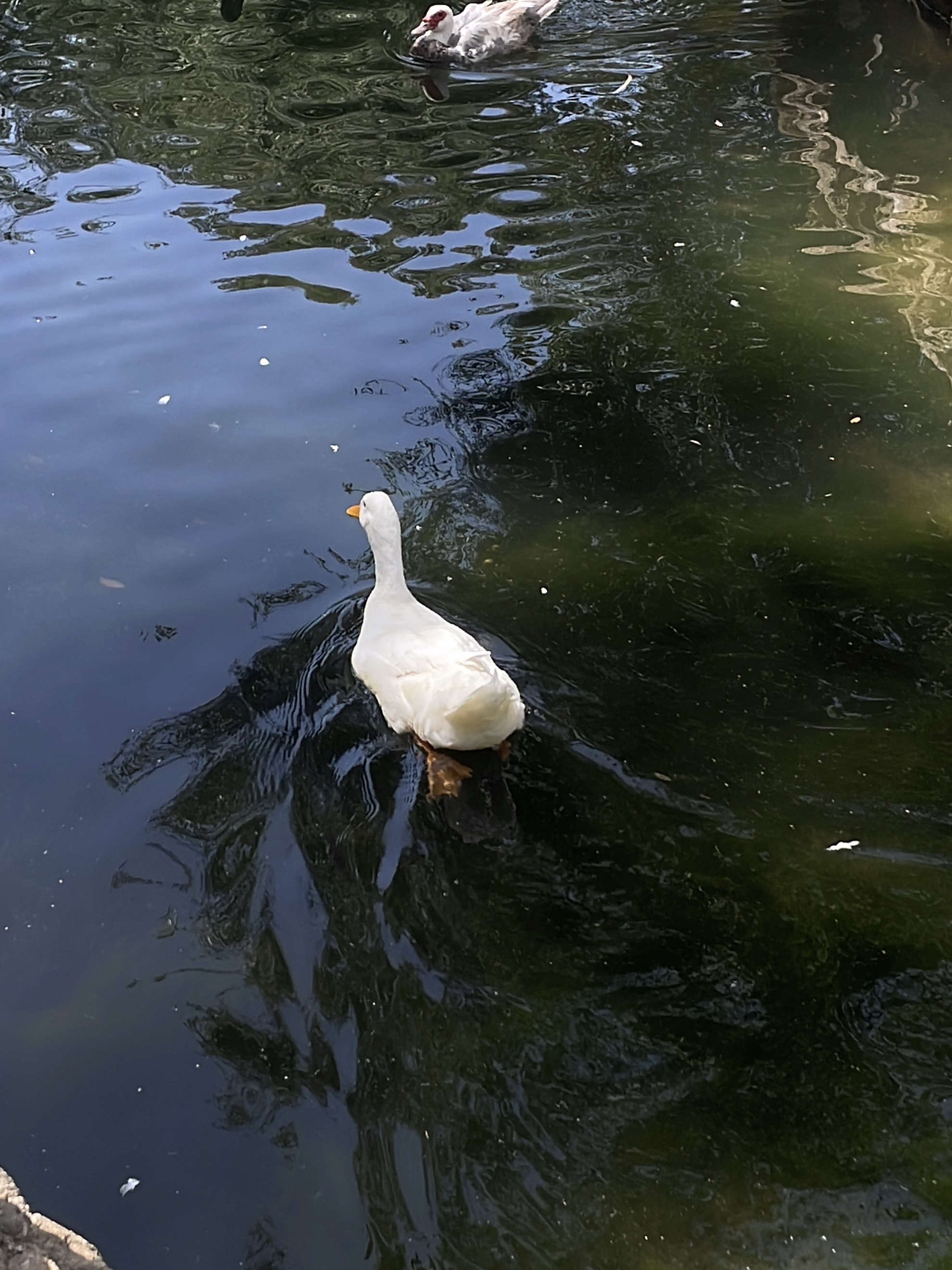 seville duck
