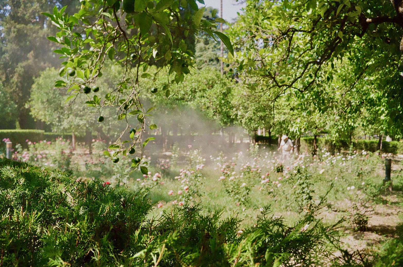 Royal Alcaraz rose garden