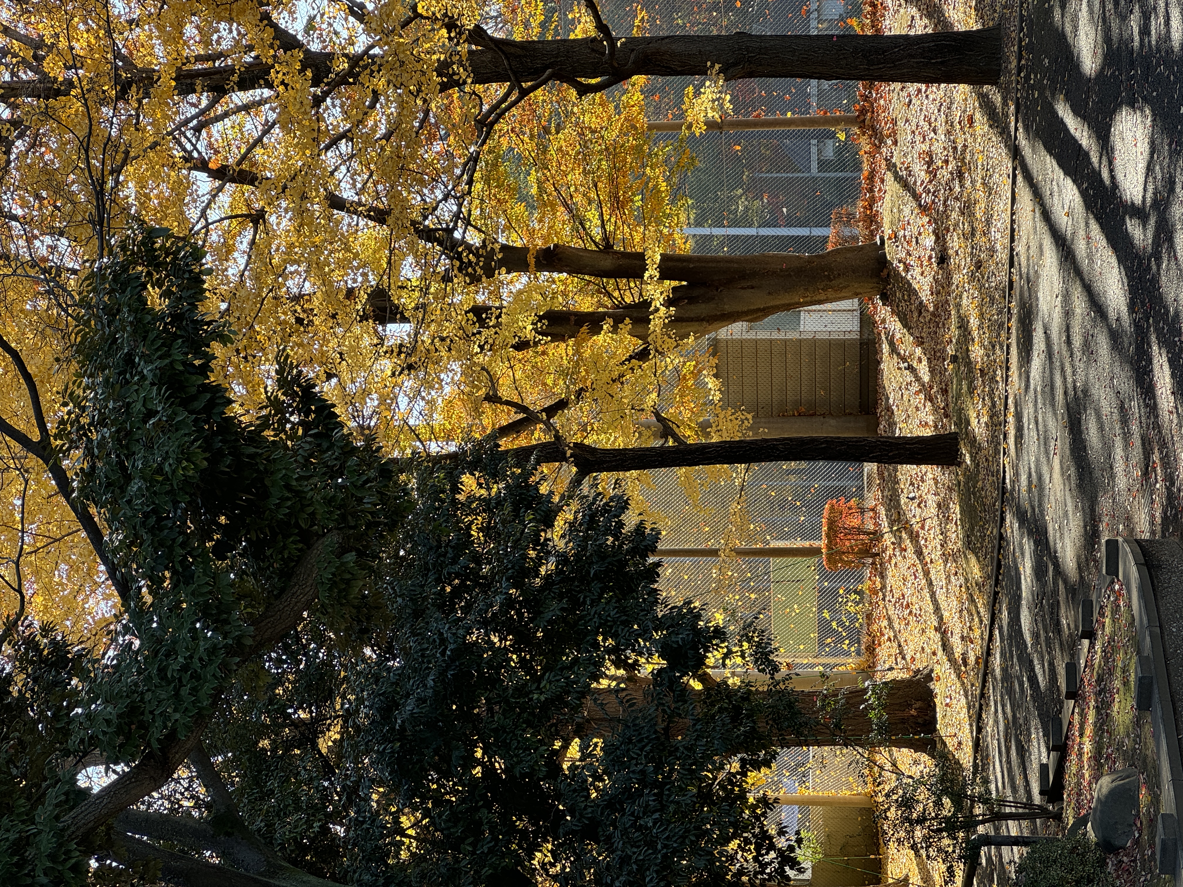 ginkgo trees in Ueno Park