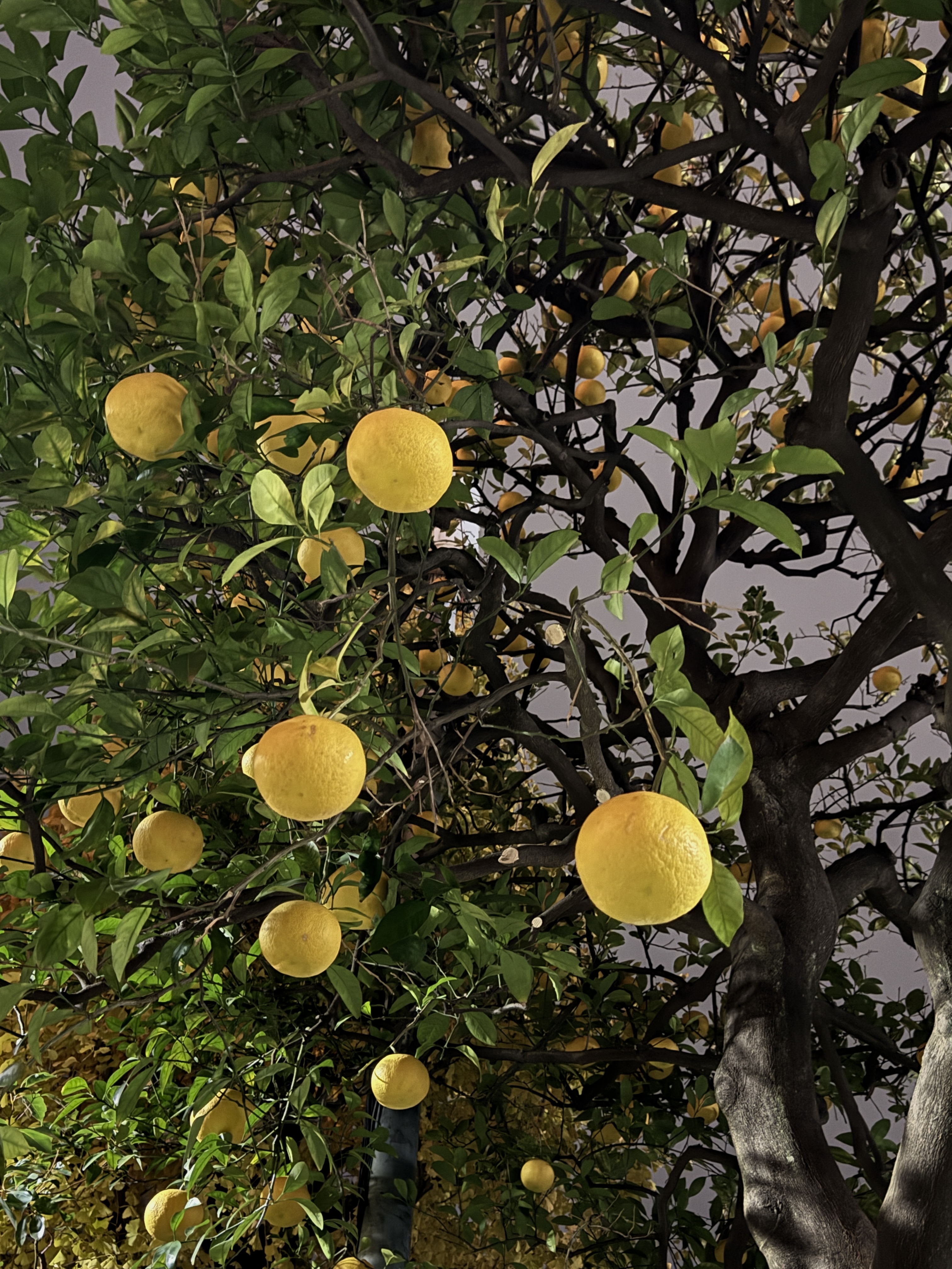 citrus tree