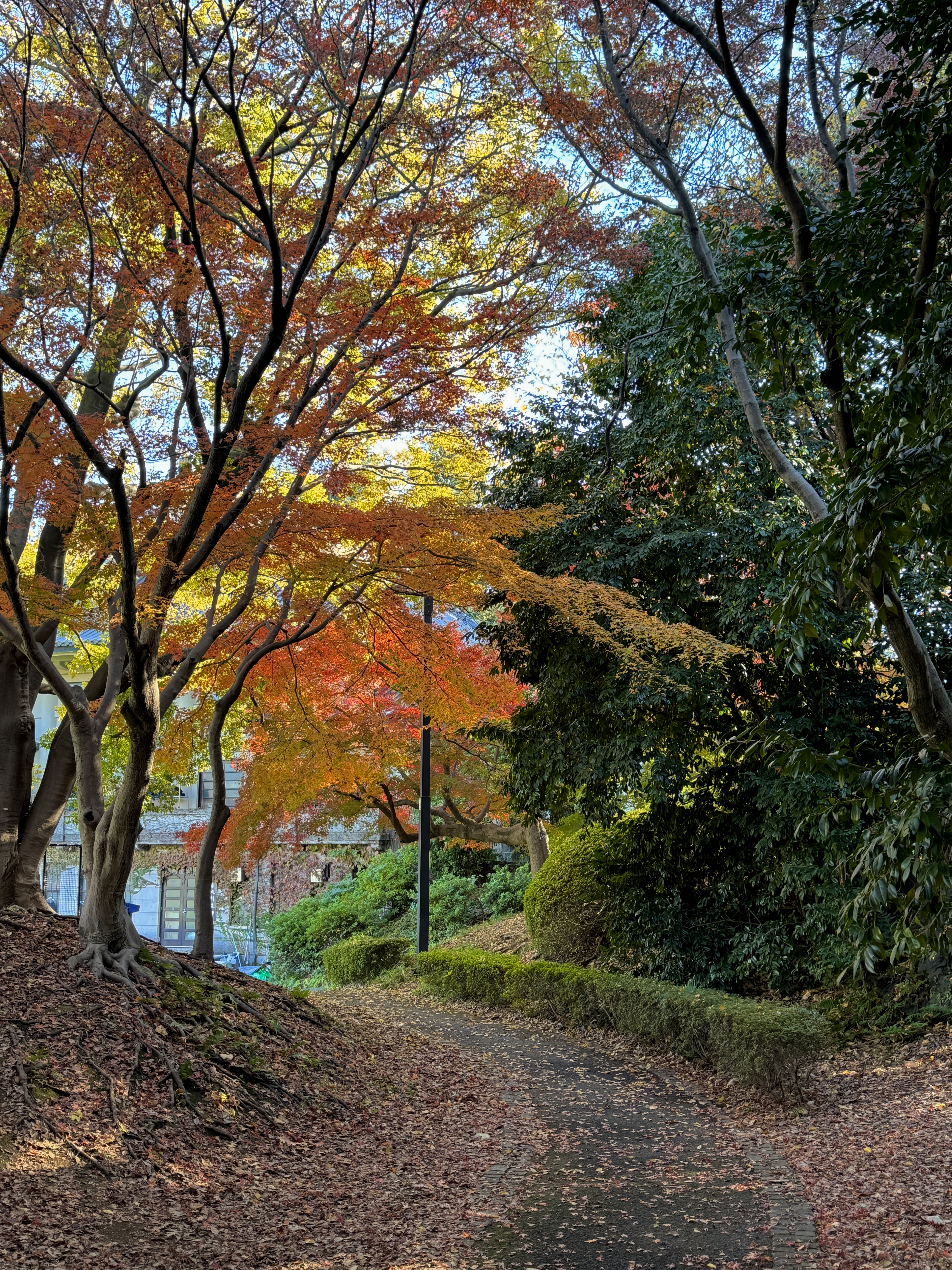 Tokyo University walkway