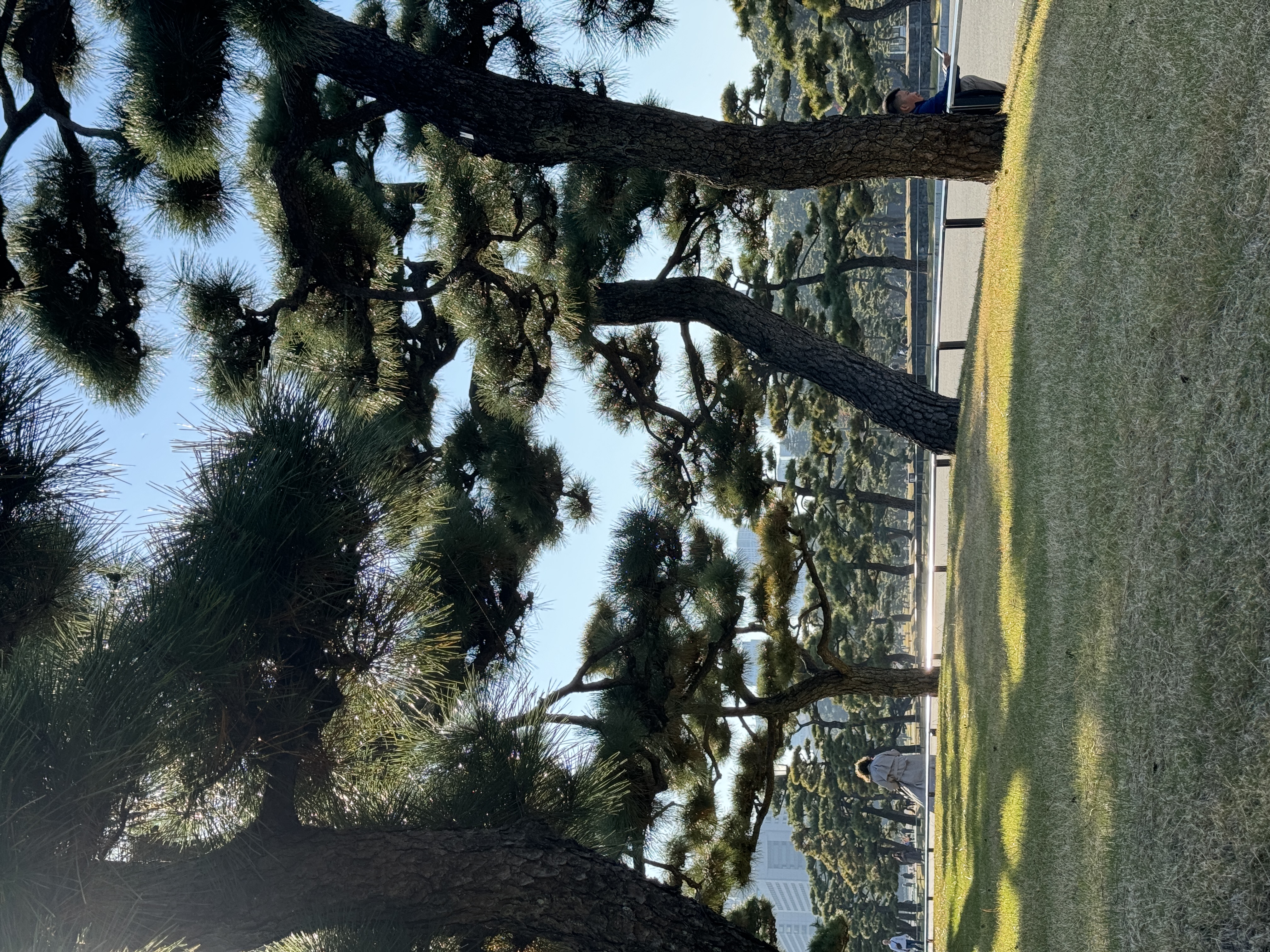 Tokyo Imperial Palace trees