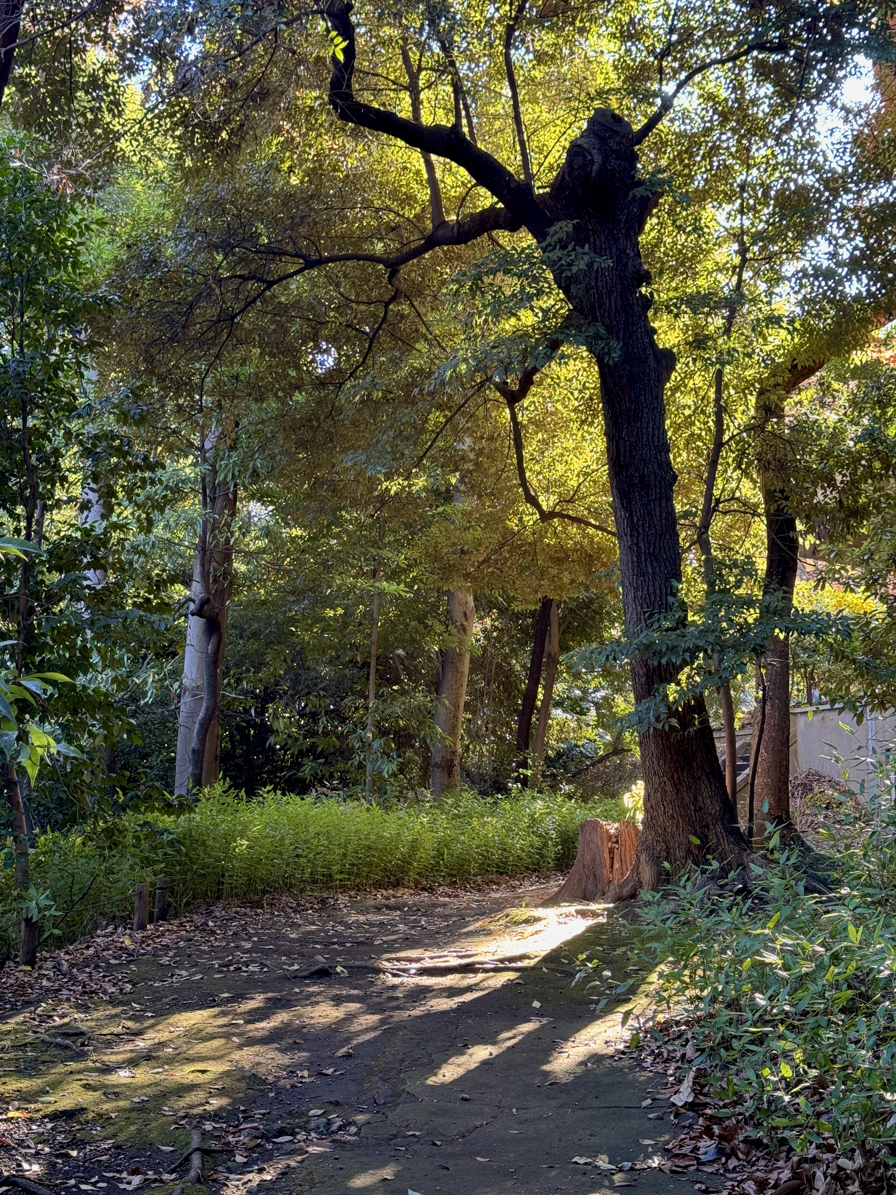 Tokyo University trees